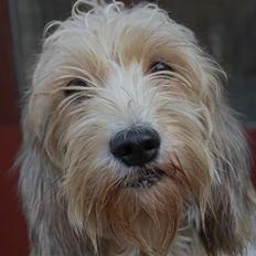 Petit basset griffon wendéen sipa(gudmors hund)