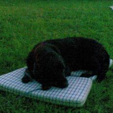 Labrador retriever skipper