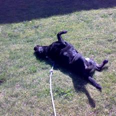 Labrador retriever skipper