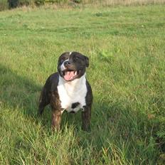 Staffordshire bull terrier Sheik