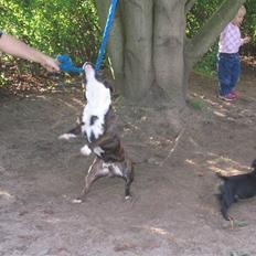 Staffordshire bull terrier Sheik