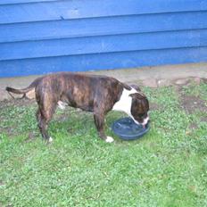 Staffordshire bull terrier Sheik