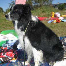 Border collie Smiley King