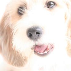 Petit basset griffon wendéen Dagmar