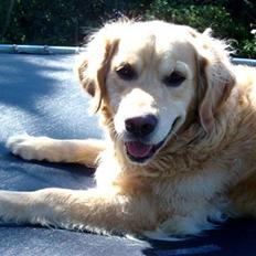 Golden retriever Janus