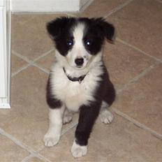 Border collie Freja *BORTE*