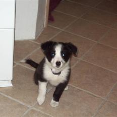 Border collie Freja *BORTE*