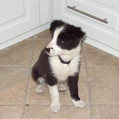 Border collie Freja *BORTE*