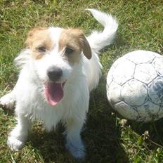 Jack russell terrier Jack