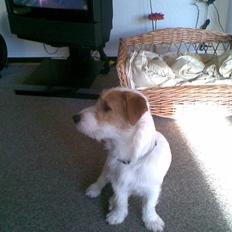 Jack russell terrier Jack