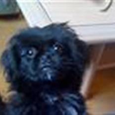 Pekingeser malou