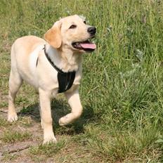 Labrador retriever Attilla