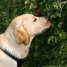 Labrador retriever Attilla