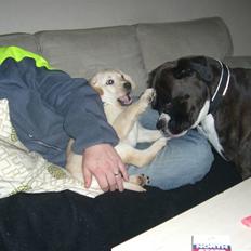 Labrador retriever Attilla