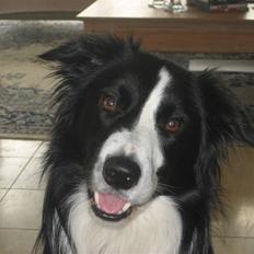 Border collie Rex 