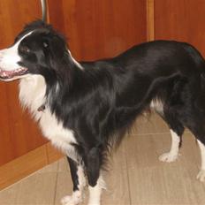 Border collie Rex 