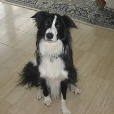 Border collie Rex 