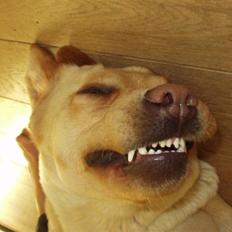 Labrador retriever Tana