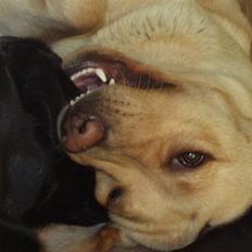 Labrador retriever Tana