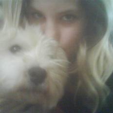 West highland white terrier Gucci