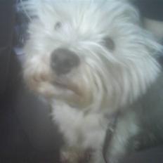 West highland white terrier Gucci