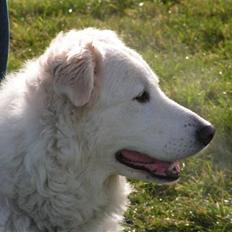 Maremma Chica (død 12/10-2009)