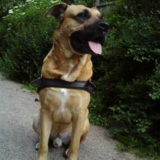 Blanding af racer Tyson