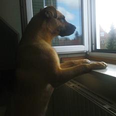 Blanding af racer Tyson