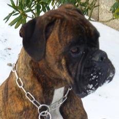 Boxer Tyson