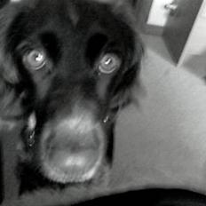 Kleiner münsterländer Sille