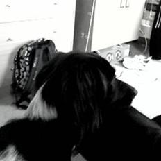 Kleiner münsterländer Sille