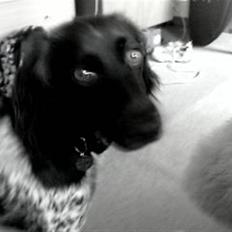 Kleiner münsterländer Sille