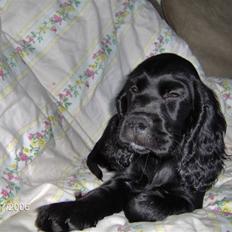 Cocker spaniel Blackie