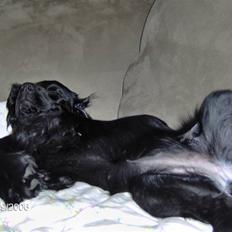 Cocker spaniel Blackie