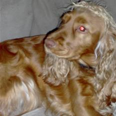 Cocker spaniel Tiggy