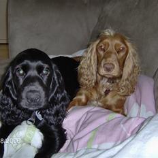 Cocker spaniel Tiggy