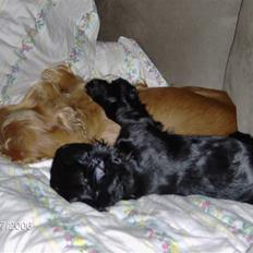 Cocker spaniel Tiggy