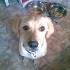 Blanding af racer Simba