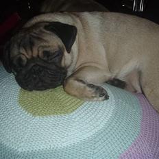 Mops Cutie Pie