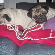Mops Cutie Pie