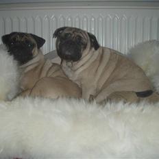 Mops Cutie Pie