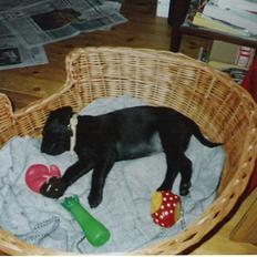 Labrador retriever Dina