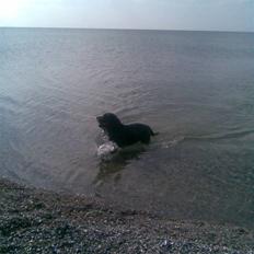 Rottweiler joejoe + 8-02-2010