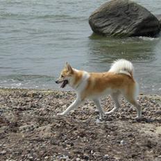 Islandsk fårehund Aiko