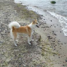 Islandsk fårehund Aiko