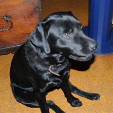 Labrador retriever Kito