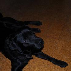 Labrador retriever Kito