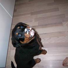 Rottweiler Chica