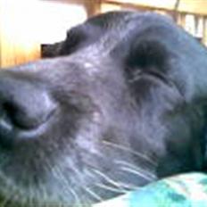 Cocker spaniel Mik HIMMELHUND