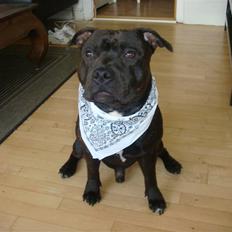 Staffordshire bull terrier Staff Royal Kejser R.I.P